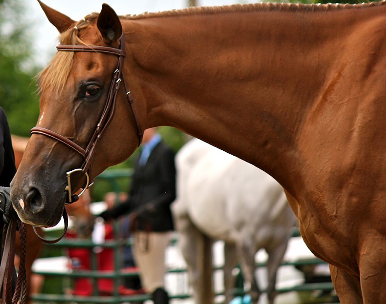 CornerHouse Performance Horses cornerhouseperformancehorses