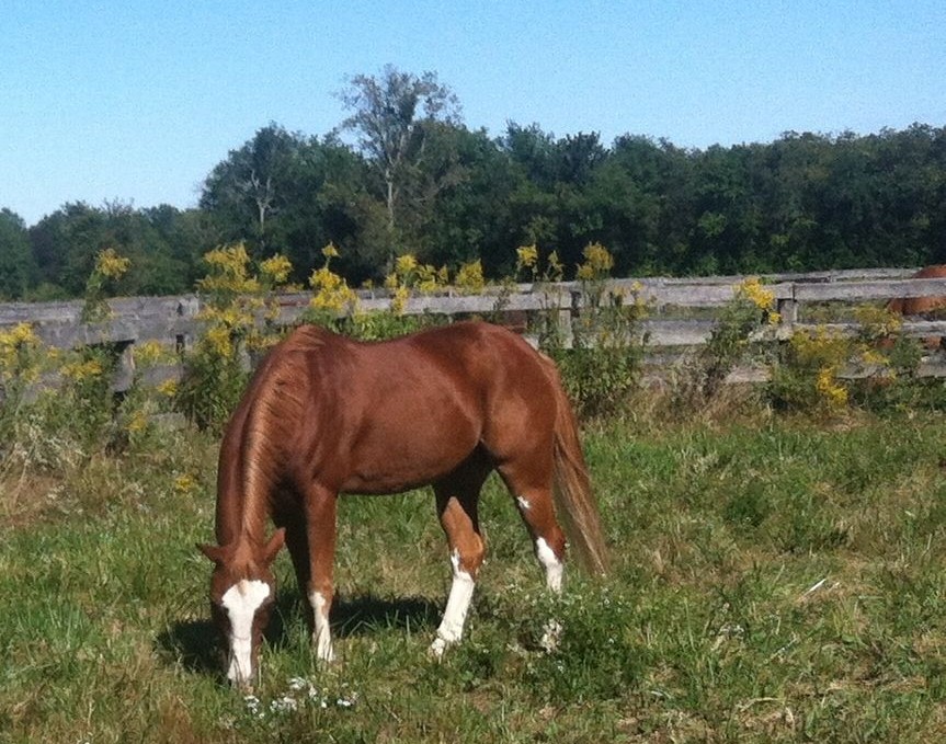 CornerHouse Performance Horses cornerhouseperformancehorses
